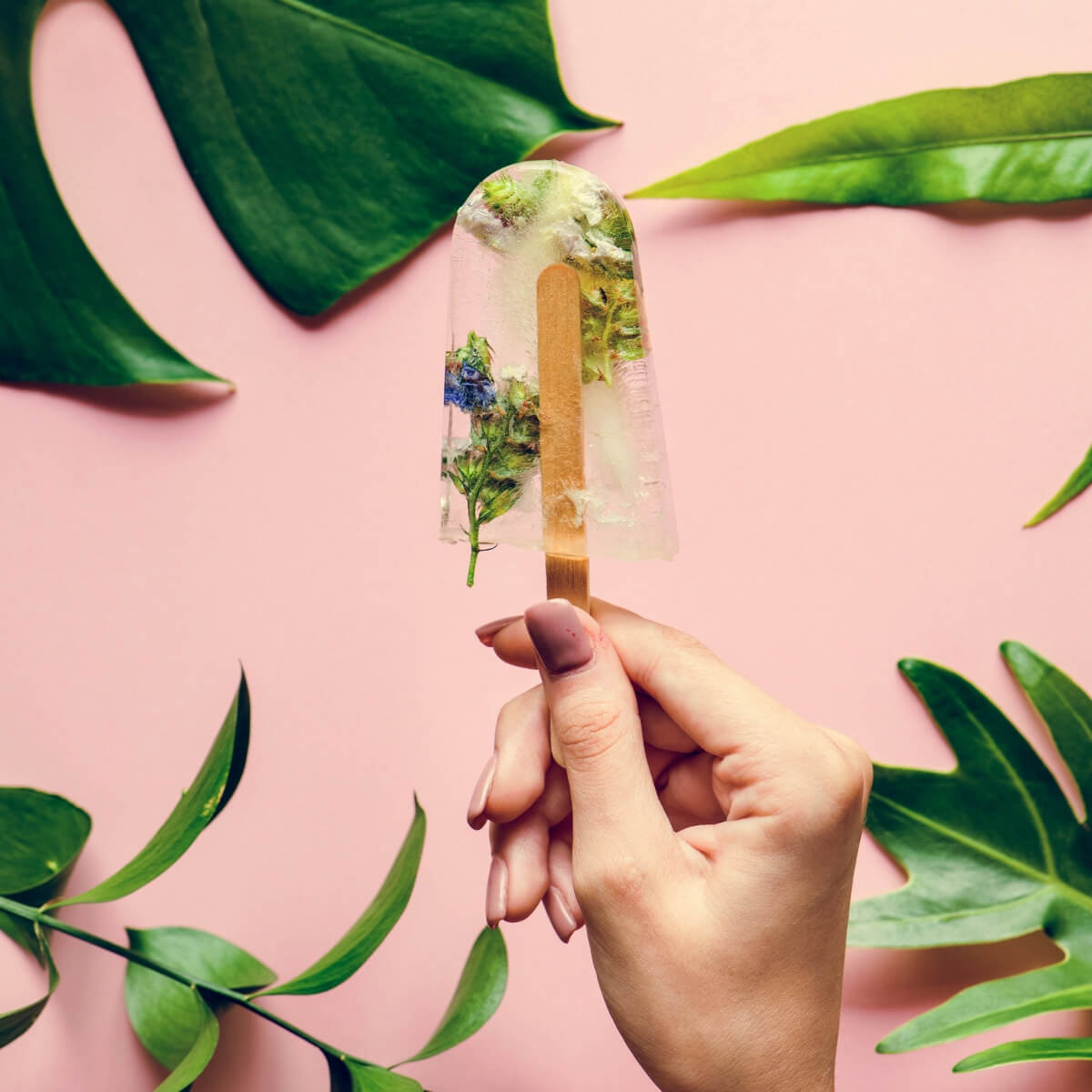 booze pop icy pole on pink background with plants